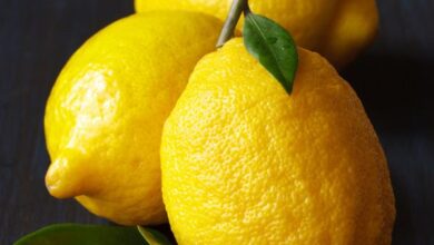 خواص لیمو شیرین برای کلیه: نگاهی جامع به فواید و ملاحظات مصرف