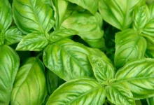 خواص علمی ریحان برای سلامت کبد: فراتر از یک سبزی معطر