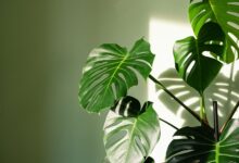 برای رشد برگ انجیری چه کنیم؟راهنمای جامع مراقبت و نگهداری
