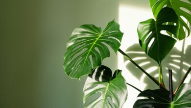 برای رشد برگ انجیری چه کنیم؟راهنمای جامع مراقبت و نگهداری