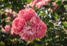 خواص گل محمدی برای کبد چرب: یک بررسی جامع و علمی