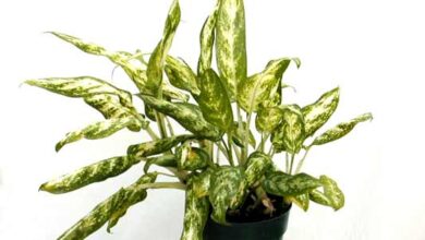 چگونه آگلونما را ریشه دار کنیم؟