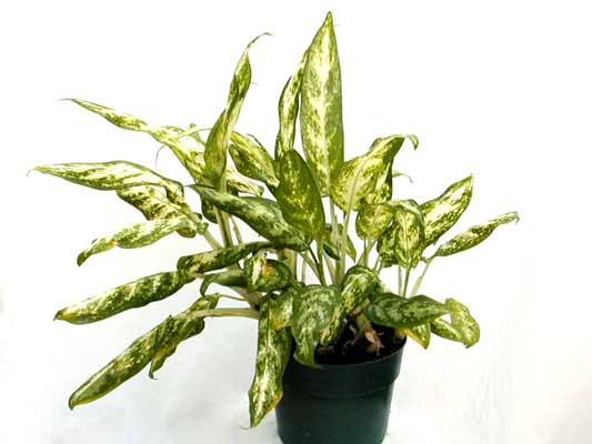 چگونه آگلونما را ریشه دار کنیم؟