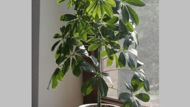 برای رشد گل شفلرا چه باید کرد؟راهنمای کامل مراقبت و رشد گل شفلرا