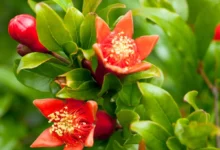 خواص کامل گل انار برای سلامت و جوانی پوست: نگاهی جامع و علمی