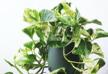 برای رشد گیاه پتوس چه کنیم؟از نور تا آبیاری