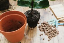 چگونه فیکوس لیراتا را قلمه بزنیم؟راهنمای کامل قلمه زدن برای علاقه‌مندان به گیاهان