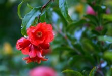 بررسی علمی و جامع خواص گل انار: از دیدگاه سنتی تا شواهد مدرن برای مدیریت عفونت‌ها