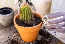 چه خاکی برای کاکتوس مناسب است؟انتخاب و تهیه خاک مناسب برای کاکتوس