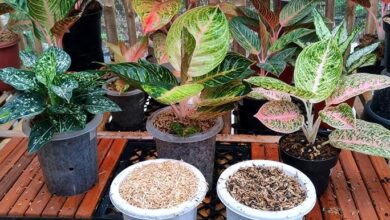 چه خاکی برای آگلونما مناسب است؟