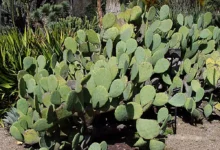 چطور کاکتوس را رنگ کنیم؟راهنمای کامل و نکات مهم