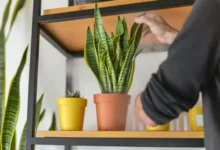 آیا سانسوریا نیاز به غبارپاشی دارد؟همه چیز درباره یک باور غلط