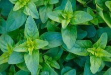 خواص شگفت‌انگیز مرزنجوش برای مغز: از کاهش استرس تا تقویت حافظه