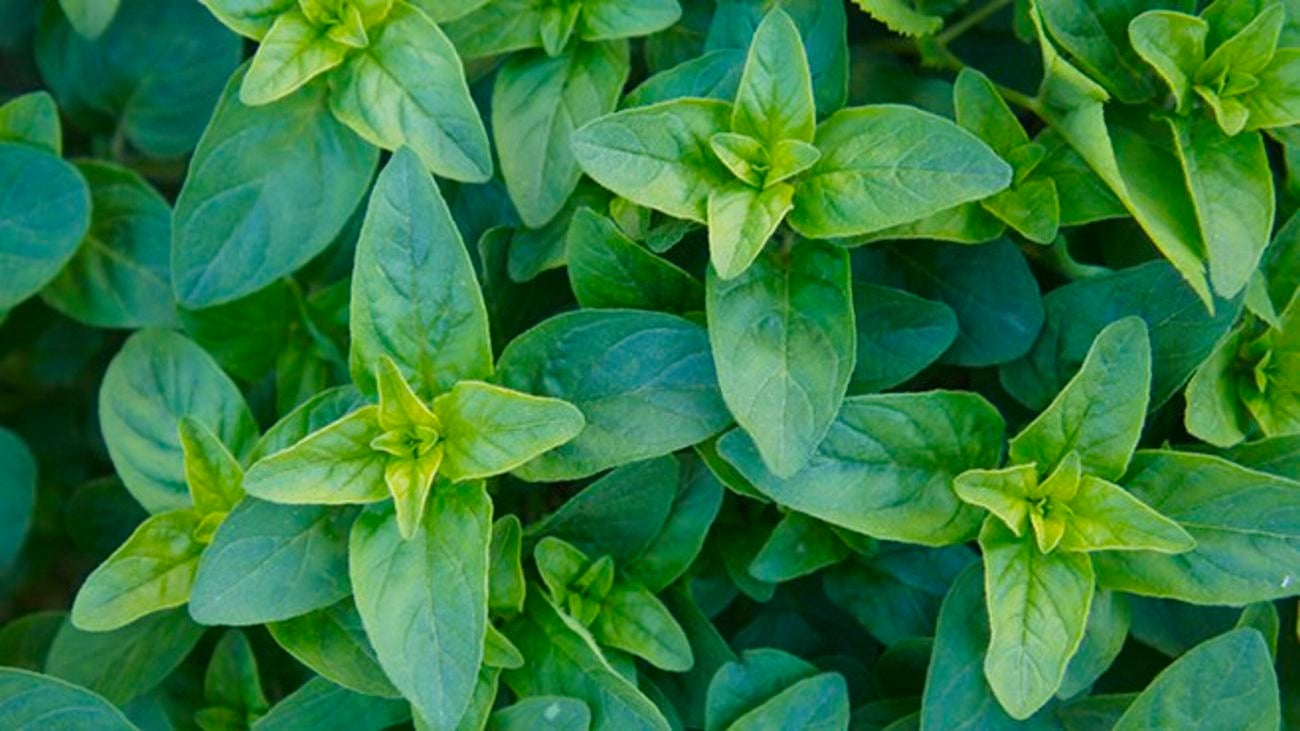 خواص مرزنجوش برای سلامت رحم و سیستم تناسلی زنان: بررسی علمی و کاربردهای ایمن