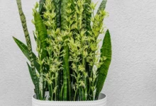 آیا سانسوریا گل میدهد؟از نگهداری تا شکوفایی