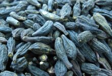 خواص هلیله سیاه برای مغز: بررسی علمی فواید، نحوه مصرف و عوارض احتمالی