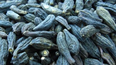 خواص هلیله سیاه برای مغز: بررسی علمی فواید، نحوه مصرف و عوارض احتمالی
