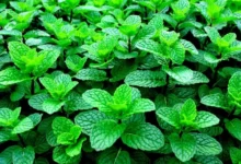 خواص عرق نعنا برای لاغری: آیا نوشیدن آن واقعاً به کاهش وزن کمک می‌کند؟