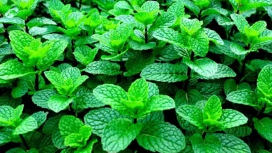 خواص عرق نعنا برای لاغری: آیا نوشیدن آن واقعاً به کاهش وزن کمک می‌کند؟