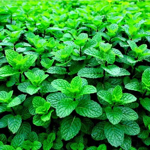 خواص عرق نعنا برای لاغری: آیا نوشیدن آن واقعاً به کاهش وزن کمک میکند؟ خواص عرق نعنا برای لاغری: آیا نوشیدن آن واقعاً به کاهش وزن کمک میکند؟