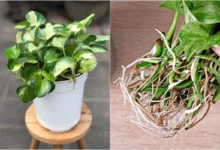 چه موقع گلدان پتوس را عوض کنیم؟چه زمانی، چرا و چگونه؟