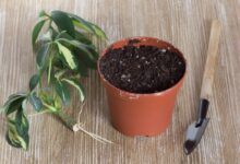 چه خاکی برای شفلرا مناسب است؟