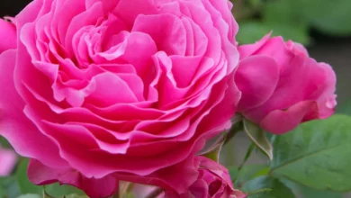 خواص گل محمدی برای یبوست: از مکانیسم اثر تا نحوه مصرف ایمن