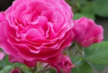 بررسی علمی خواص گل محمدی برای سلامت اسپرم و باروری مردان