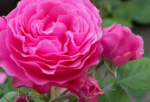 خواص گل سرخ برای زنان: از بهبود خلق و خو تا تسکین علائم PMS و یائسگی