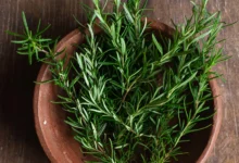 خواص رزماری برای پوست صورت: راهنمای علمی و کاربردی