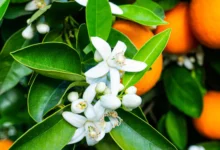 خواص عرق بهار نارنج برای پوست: آیا این راز باستانی واقعاً مؤثر است؟