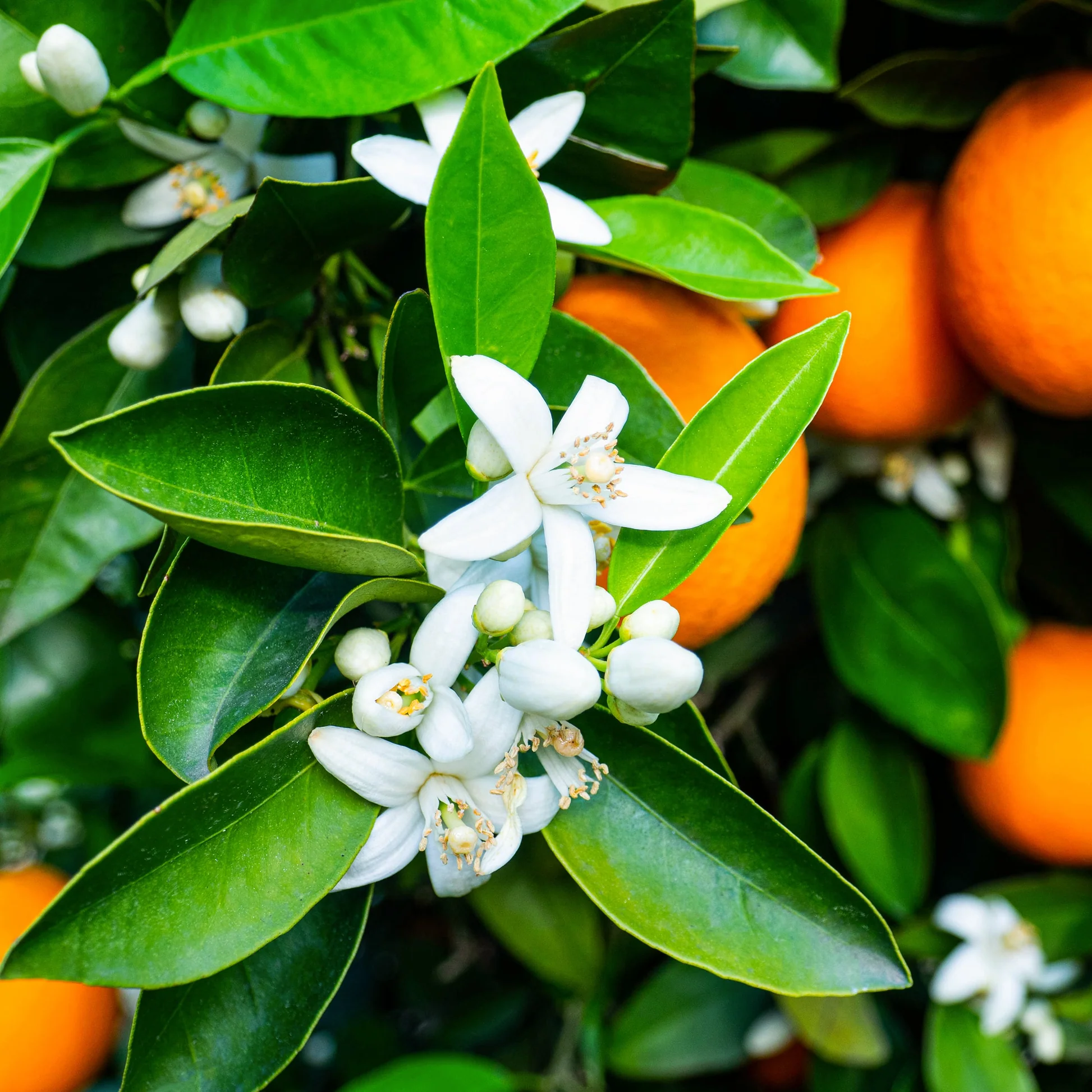 خواص عرق بهار نارنج برای پوست: آیا این راز باستانی واقعاً مؤثر است؟ خواص عرق بهار نارنج برای پوست: آیا این راز باستانی واقعاً مؤثر است؟