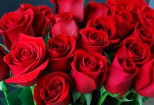 خواص گلاب و گل سرخ برای پوست صورت: بررسی علمی فواید، نحوه مصرف و نکات ایمنی