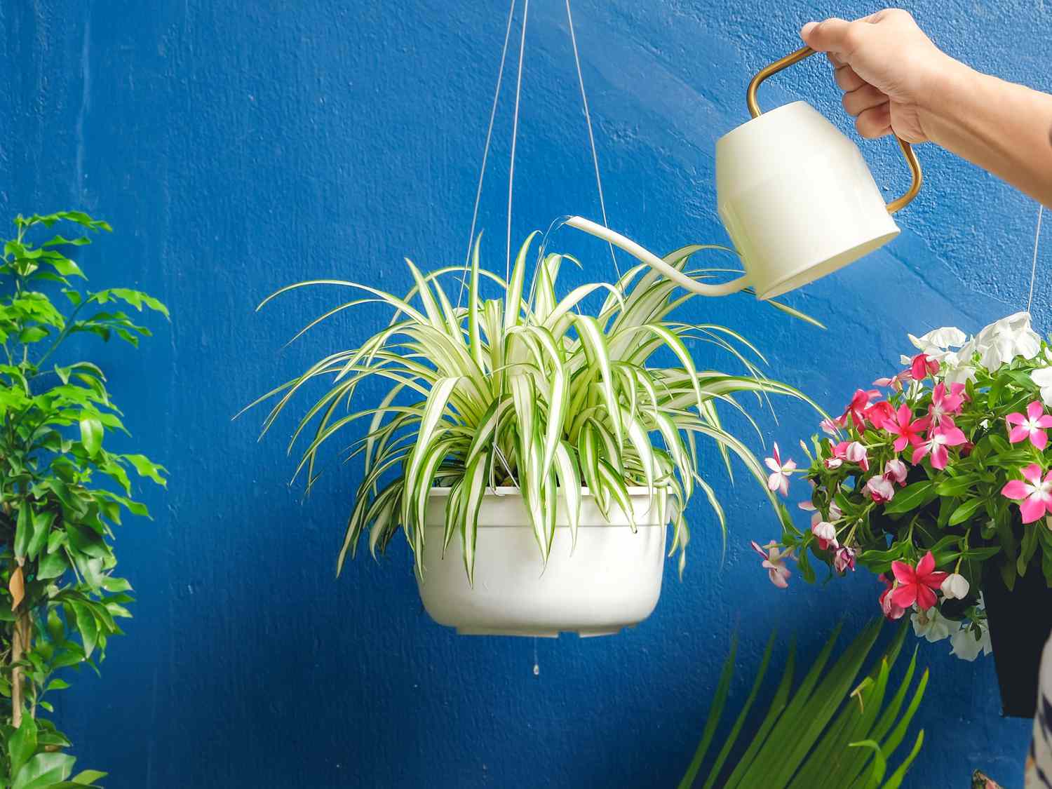 گل گندمی چه شکلی است؟راهنمای کامل شناسایی