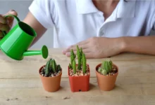 به کاکتوس چقدر اب بدهیم؟راهنمای جامع آبیاری صحیح کاکتوس