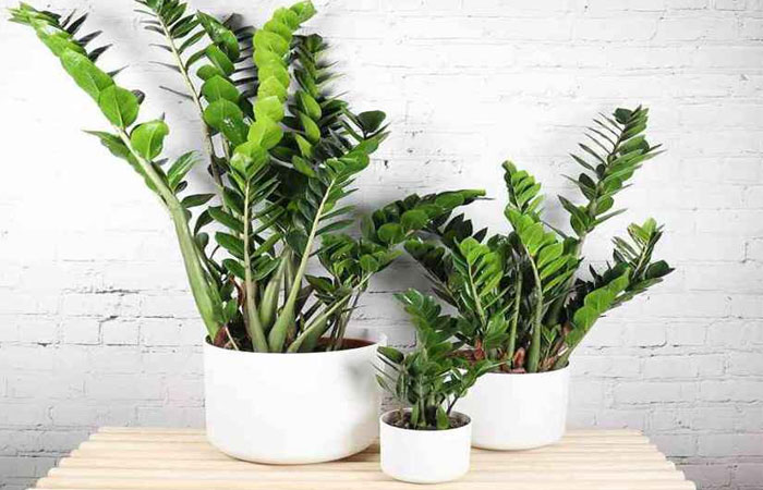 برای پاجوش زاموفیلیا چه باید کرد؟