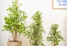 چه خاکی برای بنجامین مناسب است؟خاک مناسب برای بنجامین