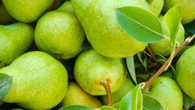 خواص شگفت‌انگیز گلابی برای کبد چرب: تحلیل جامع علمی، ارزش غذایی و نحوه مصرف ایمن