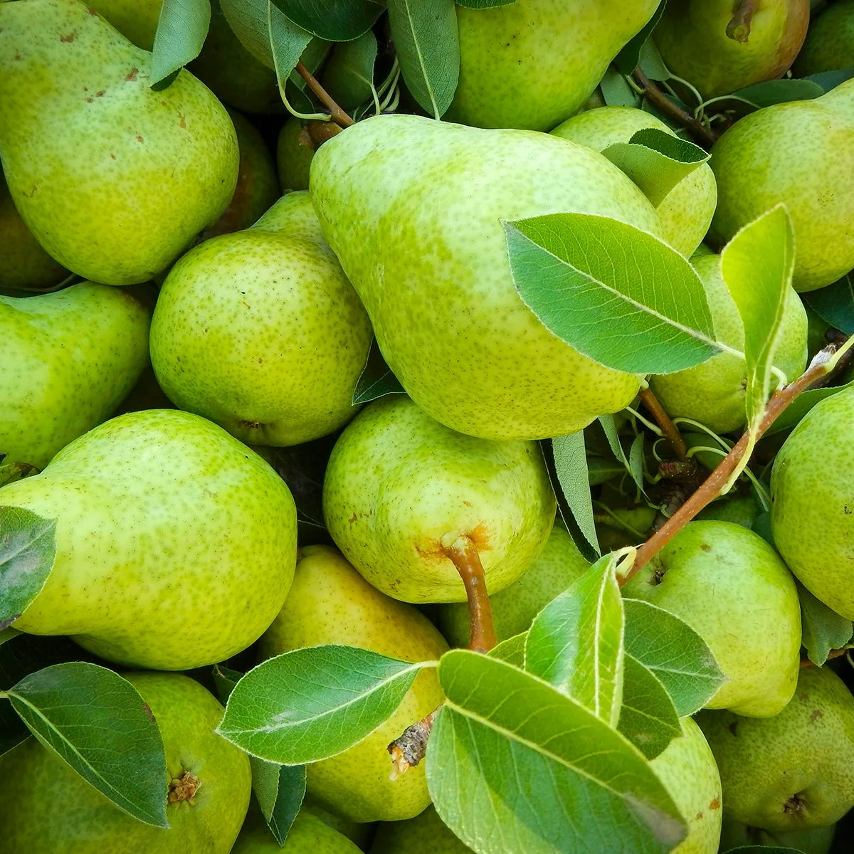 خواص شگفت‌انگیز گلابی برای کبد چرب: تحلیل جامع علمی، ارزش غذایی و نحوه مصرف ایمن