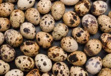 تخم بلدرچین و تنبلی تخمدان (PCOS): راهنمای کامل فواید، خطرات و نحوه مصرف علمی