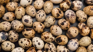 تخم بلدرچین و تنبلی تخمدان (PCOS): راهنمای کامل فواید، خطرات و نحوه مصرف علمی