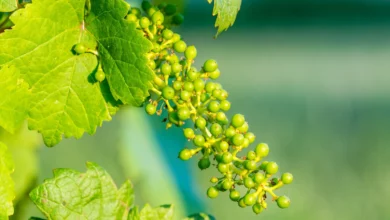 آبغوره در بارداری: آیا این چاشنی ترش برای مادر و جنین بی‌خطر است؟