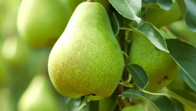 خواص گلابی در بارداری برای جنین: راهنمای جامع تغذیه مادر و تضمین رشد سالم