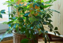 چه کودی برای شفلرا خوبه؟راهنمای کامل تغذیه درخت چتری
