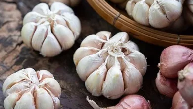 سیر در بارداری: فواید علمی، خطرات احتمالی و راهنمای کامل مصرف