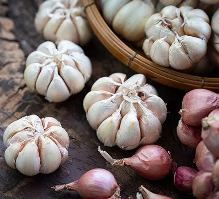 سیر در بارداری: فواید علمی، خطرات احتمالی و راهنمای کامل مصرف سیر در بارداری: فواید علمی، خطرات احتمالی و راهنمای کامل مصرف