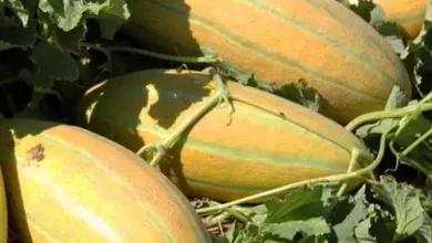 خواص خربزه در بارداری: راهنمای کامل برای سلامت مادر و جنین
