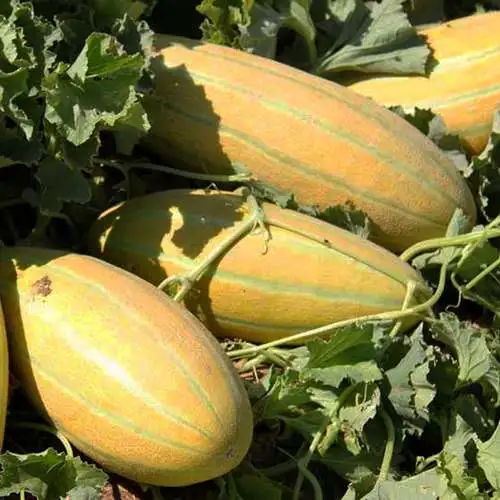 خواص خربزه در بارداری: راهنمای کامل برای سلامت مادر و جنین