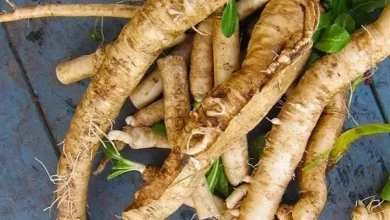 ریشه کاسنی برای مردان: راهنمای جامع فواید، خطرات و نحوه مصرف بر اساس شواهد علمی