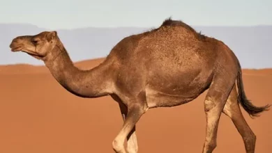 خواص روغن کوهان شتر: از تسکین درد مفاصل تا سلامت پوست | راهنمای کامل و علمی